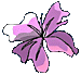 Purple Flower